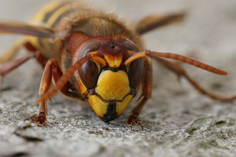 European Hornet Removal