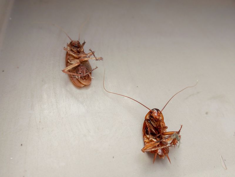 Health Risks Associated With Cockroaches Indoors