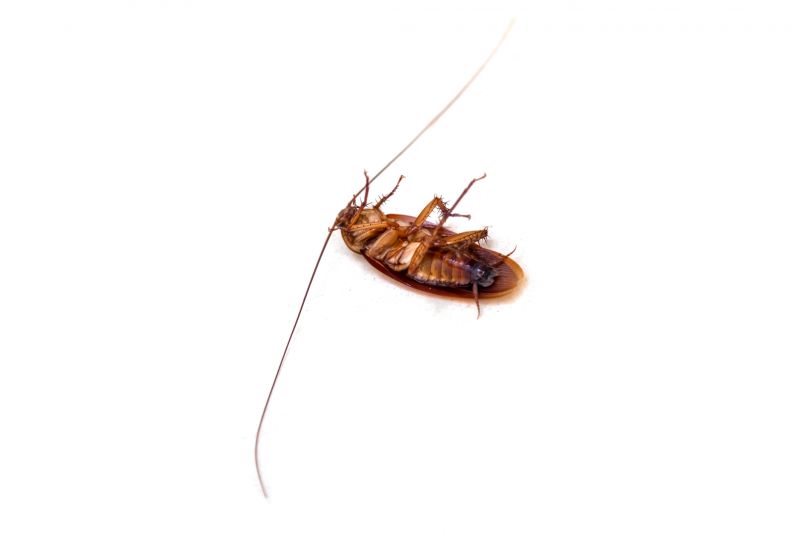 How Roaches Enter Buildings And Spread Quickly