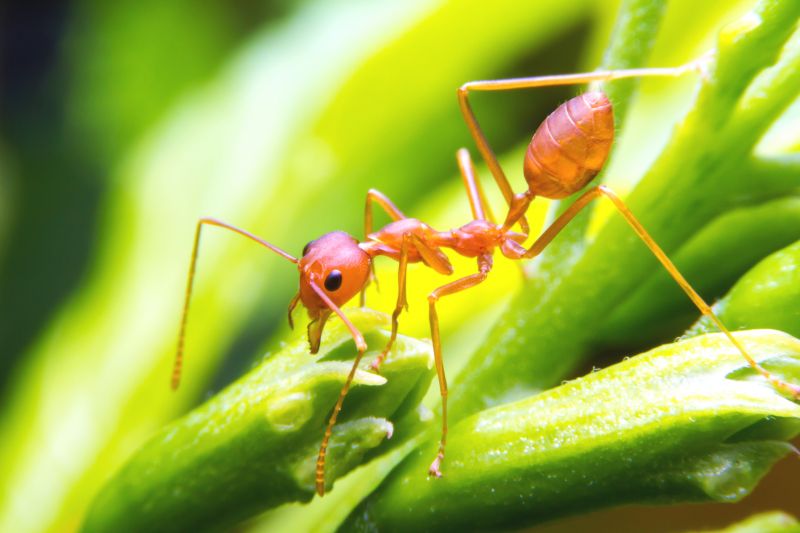 Red Ant Extermination