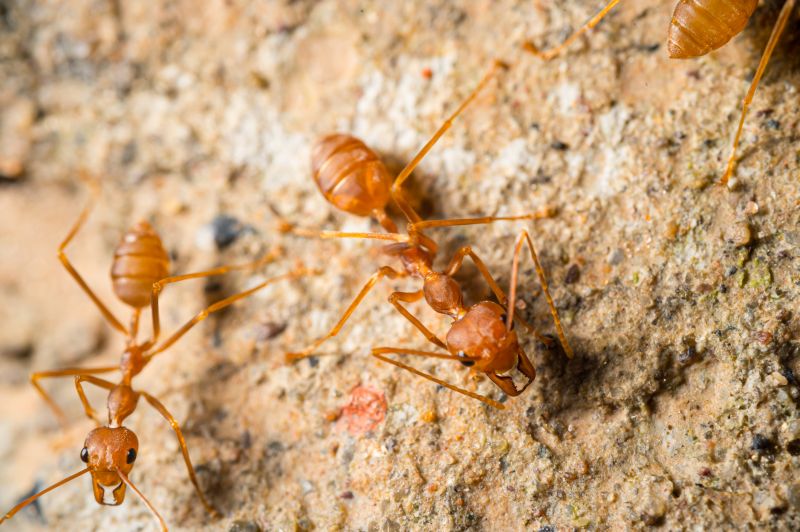 Red Ant Extermination