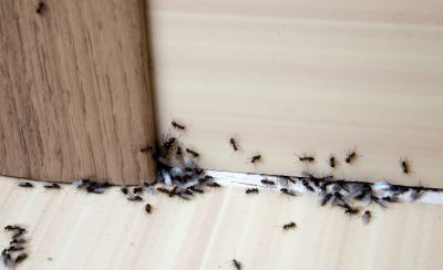Signs You Have An Ant Problem Before It Gets Out Of Control