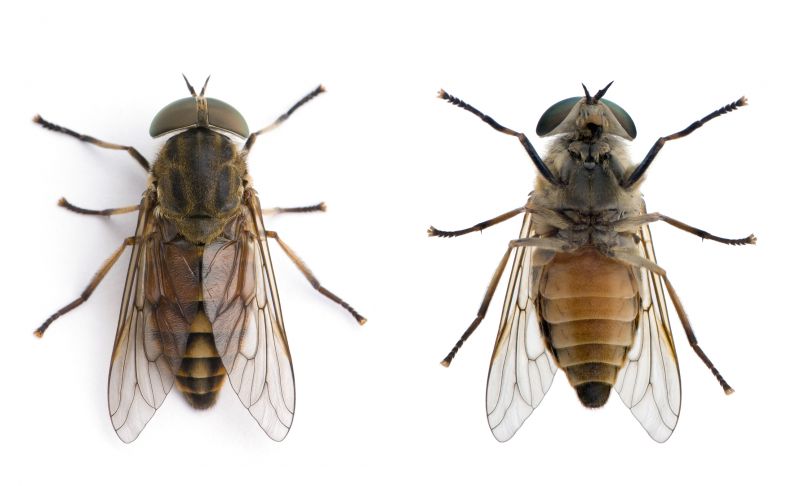 Spring Mosquito And Fly Control Solutions For Commercial Properties