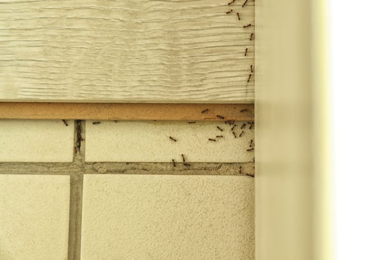 Why Ant Infestations Keep Returning Without Professional Treatment