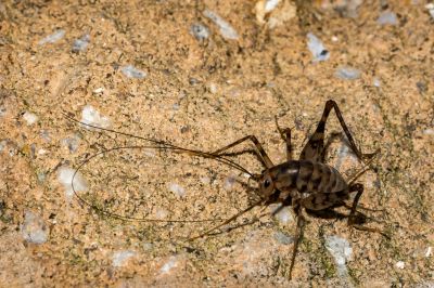 Why Commercial Spider And Cricket Control Is Important