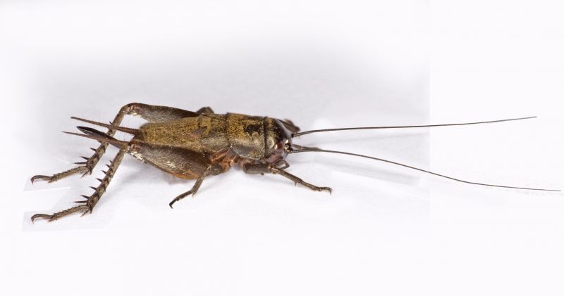 Why Spiders And Crickets Invade Residential Properties