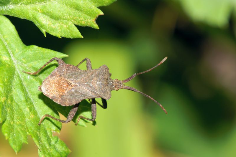 Why Stinkbugs Invade Homes And Buildings