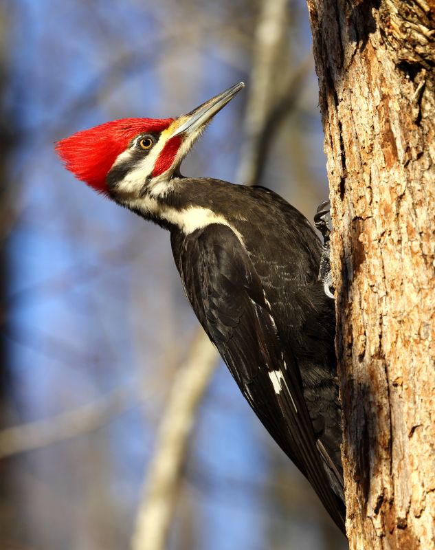 Woodpecker Control Service